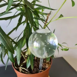 SET DE 8 DISTRIBUTEURS D’EAU AUTOMATIQUES POUR PLANTES EN POT / Transparent