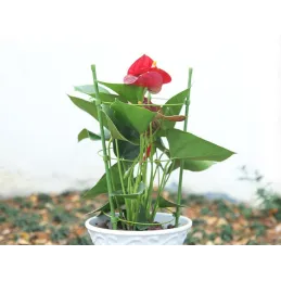 Support pour fleurs et légumes 600 mm / Vert