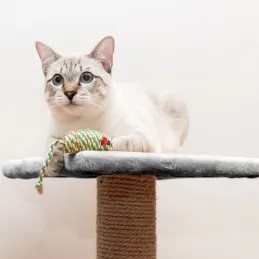 Arbre à chat CAT TREE 710 mm / Gris