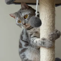 Arbre à chat CAT TREE 710 mm / Gris