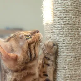 Arbre à chat CAT TREE 710 mm / Gris