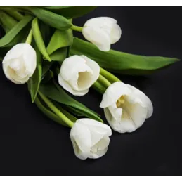 Crédence en verre pour plaque de cuisson 600 mm / Tulipes blanches
